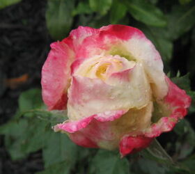 fragante y fabuloso la gua del hometalker sobre cmo cultivar rosas, 6 Puede explicar c mo cultivar rosas a partir de semillas