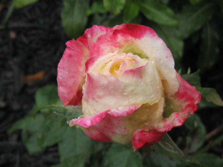 perfumado e fabuloso o guia do hometalker para cultivar rosas, A rosa do Dia das M es est finalmente come ando a florescer linda