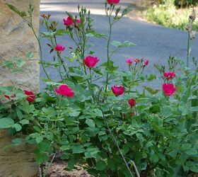 fragante y fabuloso la gua del hometalker sobre cmo cultivar rosas, 4 C mo se pueden cultivar rosas a partir de esquejes