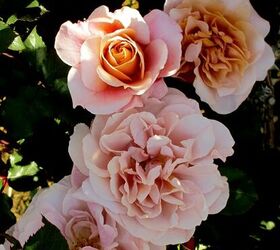 Fragante y fabuloso: La guía del Hometalker sobre cómo cultivar rosas