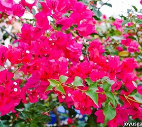 How Bougainvillea Comes Back After an Overnight Freeze