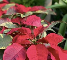 How to Care for Poinsettias