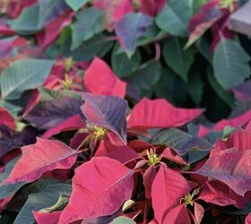 how to care for poinsettias