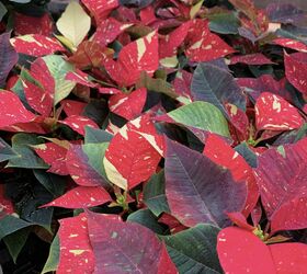 How To Care For Poinsettias | Hometalk