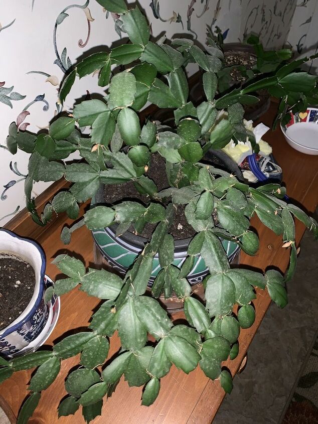 q how do i take care of this christmas cactus