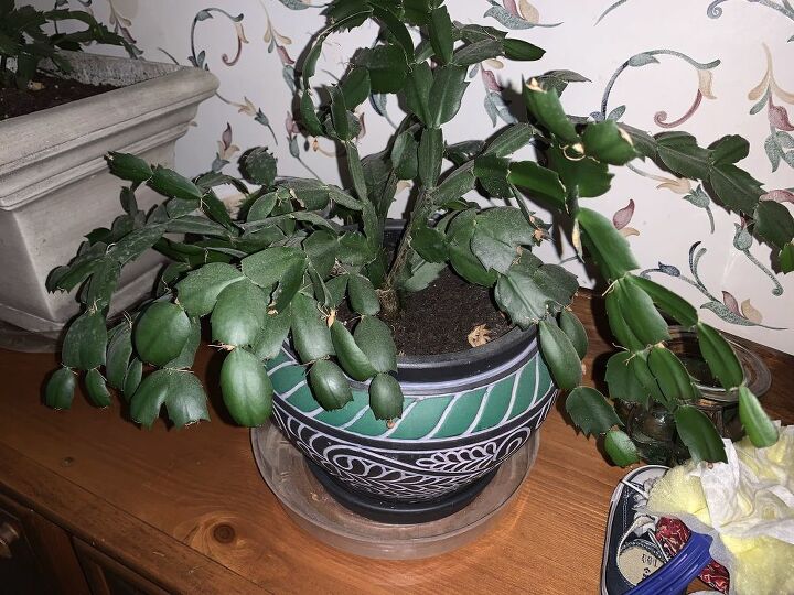 q how do i take care of this christmas cactus