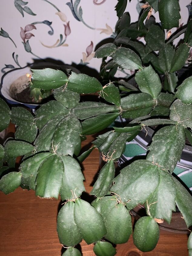 q how do i take care of this christmas cactus