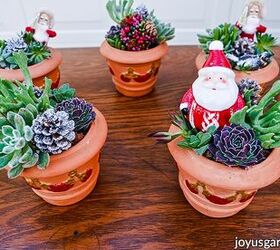 Christmas Succulent Arrangements in Pots