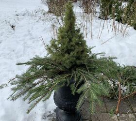 easy winter container garden design, First layer with Christmas Tree Cuttings