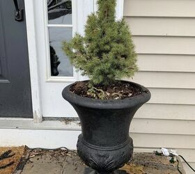 easy winter container garden design, Before my containers looked sad and lonely