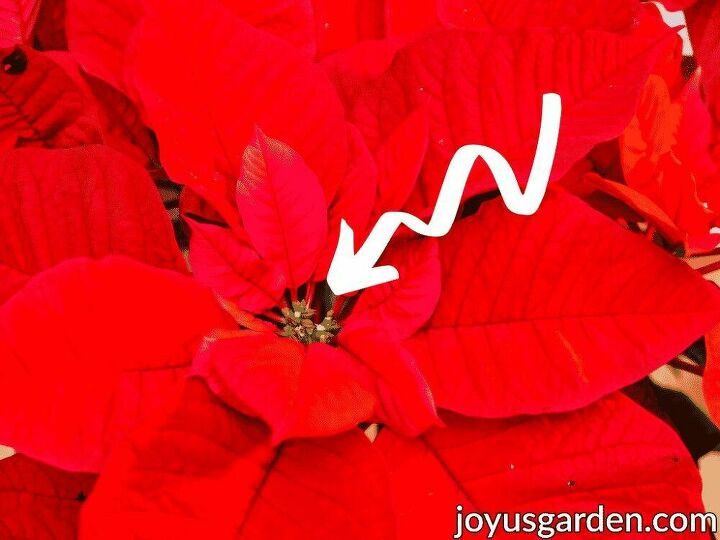 how to pick the perfect poinsettia and make it last