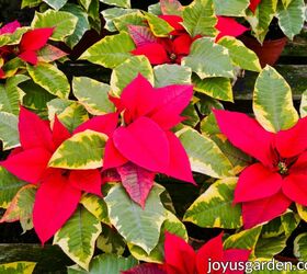 How to Pick the Perfect Poinsettia and Make It Last
