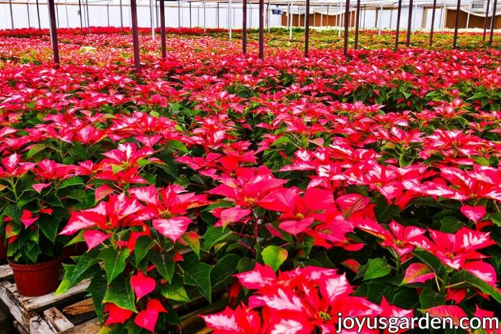how to pick the perfect poinsettia and make it last