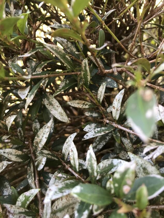 how can i treat this white stuff on my boxwood leaves