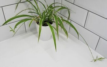 Saving Baby Spider Plants