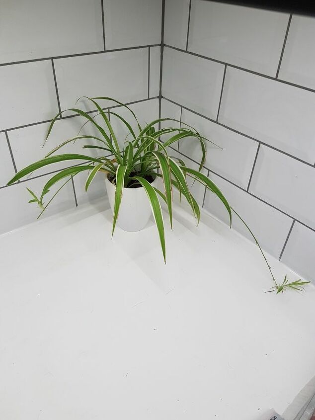 saving baby spider plants