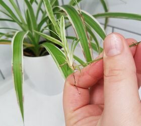 saving baby spider plants