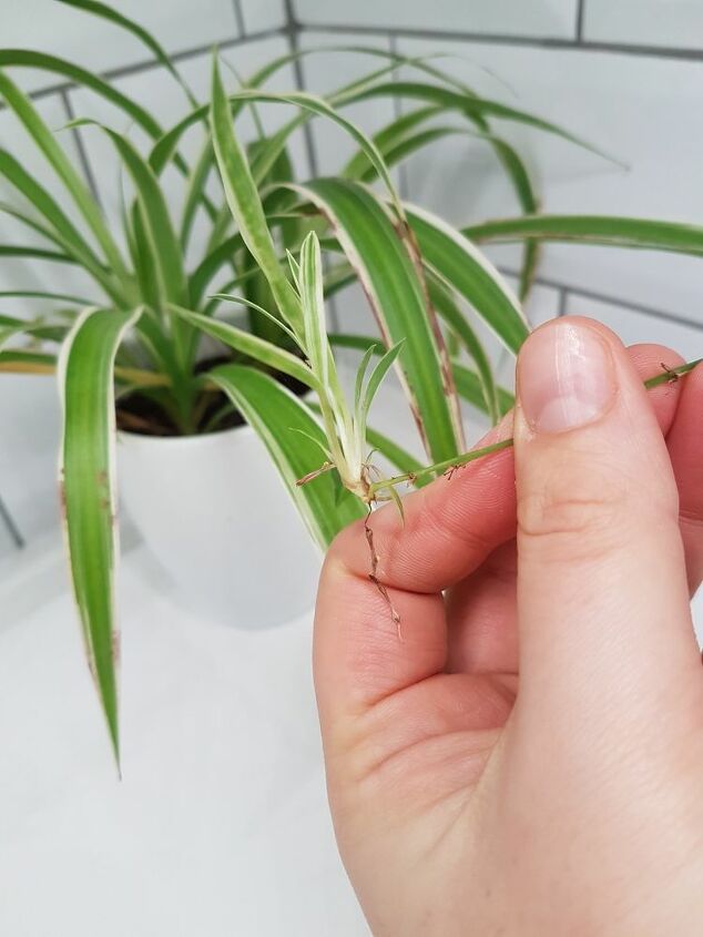 How To Save Baby Spider Plants Diy Hometalk,How Do Birds Mate And Fertilize Eggs