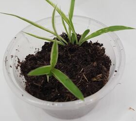 saving baby spider plants