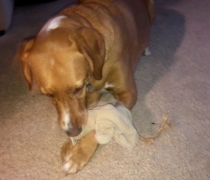 15 DIY Dog Toy Crafts- If you have a dog, there's no reason to spend tons of money on toys from pet stores. Instead, check out these fun homemade dog toys for DIY ideas! | DIY dog toys to sew, how to make your own pet toys, #diyProjects #dog #diyDogToys #crafts #ACultivatedNest 15 DIY Dog Toy Crafts- If you have a dog, there's no reason to spend tons of money on toys from pet stores. Instead, check out these fun homemade dog toys for DIY ideas! | DIY dog toys to sew, how to make your own pet toys, #diyProjects #dog #diyDogToys #crafts #ACultivatedNest