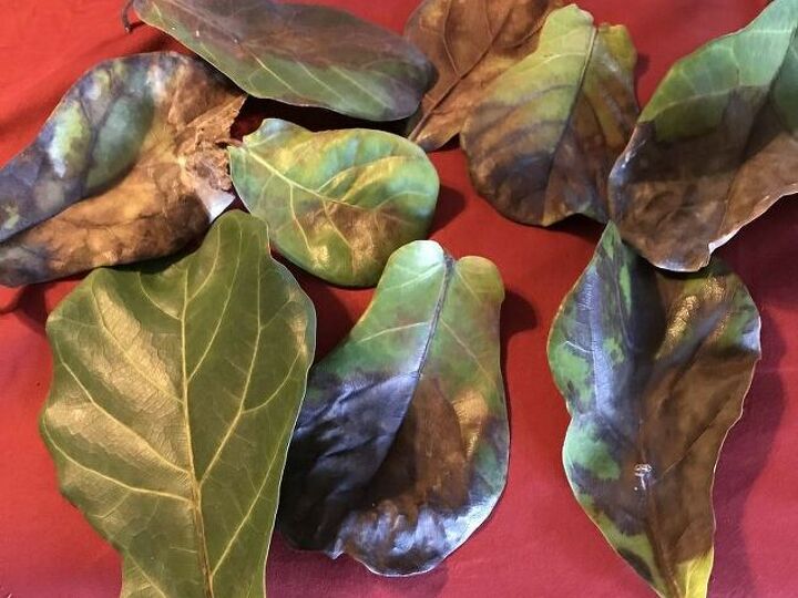 q h e l p my plant is dying