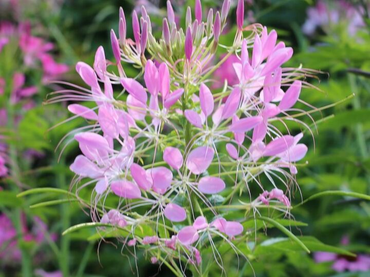 q what is this plant called