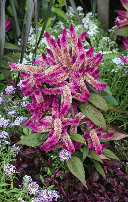 q is this plant chenille plant or astilbe