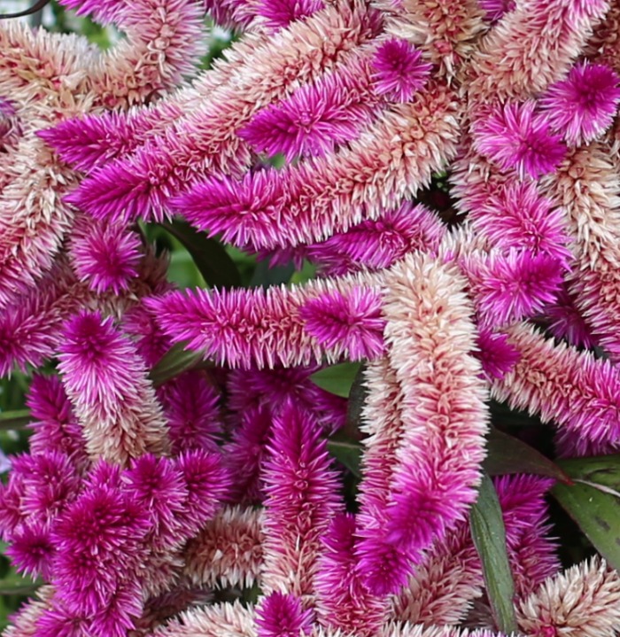 q is this plant chenille plant or astilbe