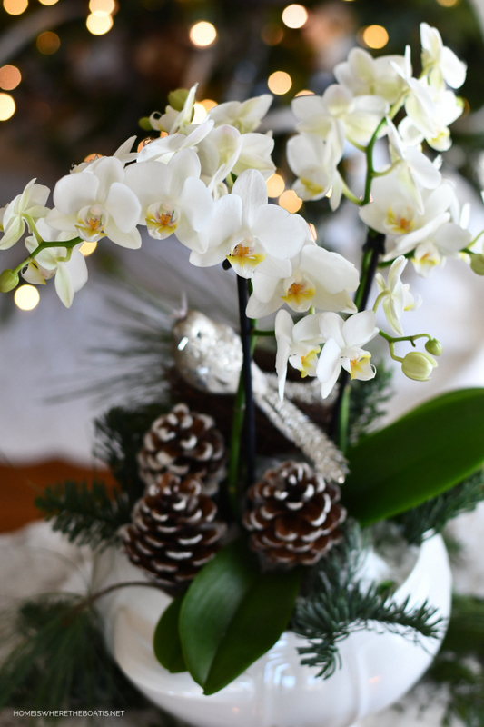create a winter arrangement using a tropical plant