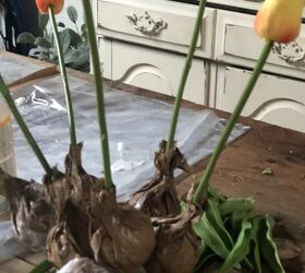 tulip bulb planter