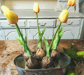 tulip bulb planter