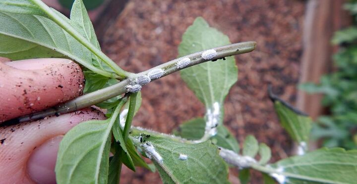 how to get rid of mealybugs on houseplants