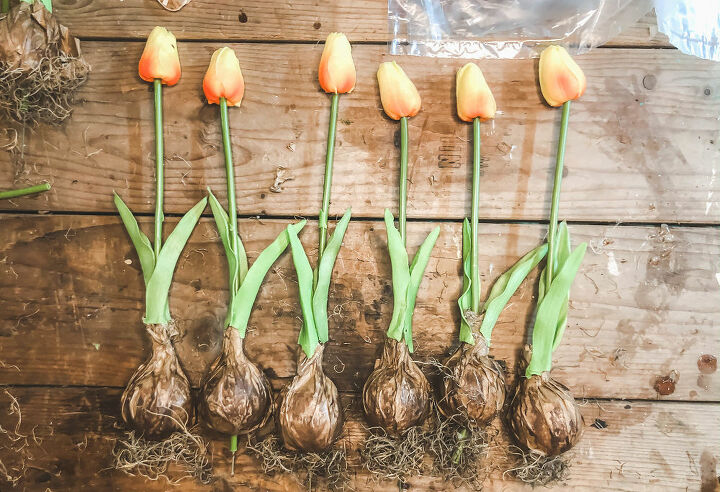 jardinera de bulbos de tulipn