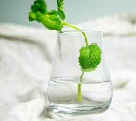 simple guide to growing plants in water