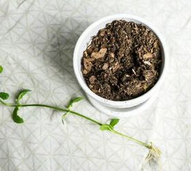 simple guide to growing plants in water