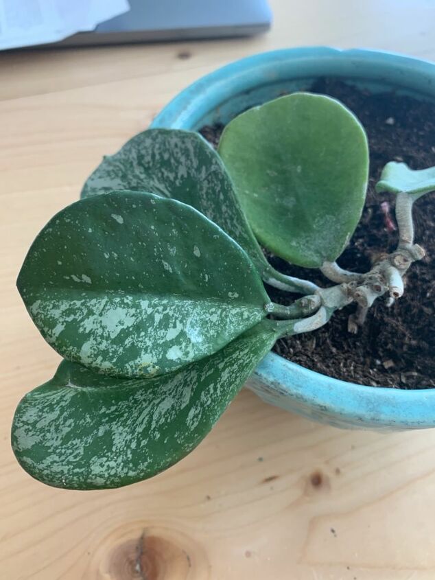 q identify this hoya please