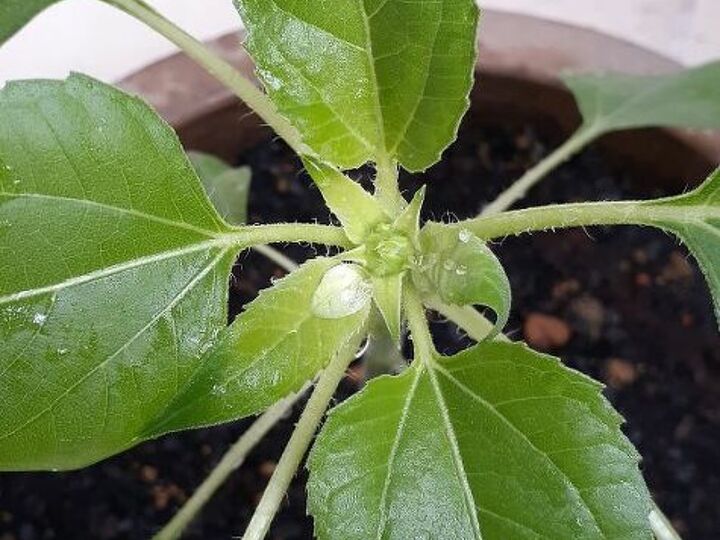 q what is my sunflower s type