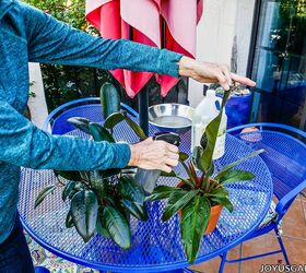 how to clean houseplants