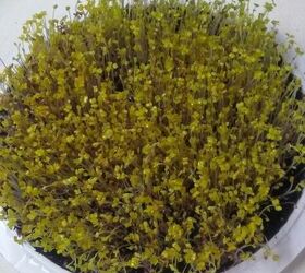grow greens simply salad microgreens in a repurposed cake carrier