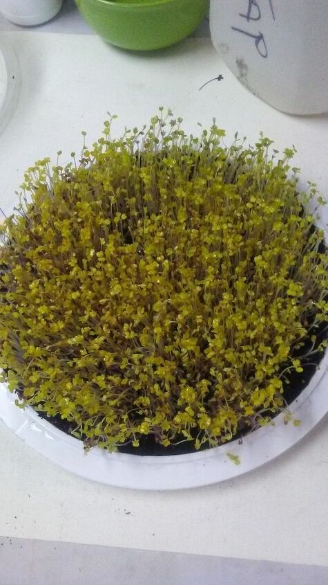cultive microgreens simply salad em uma forma de torta reaproveitada