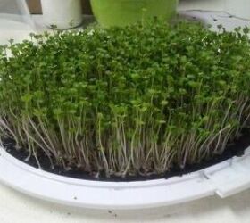 grow greens simply salad microgreens in a repurposed cake carrier