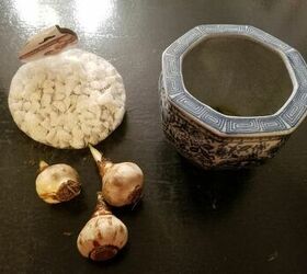 forcing bulbs for beautiful flowers all winter