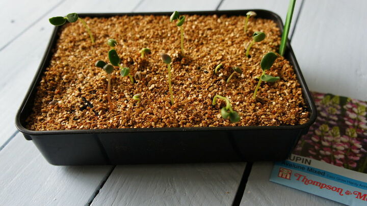 sowing seeds to grow your own flowers and vegetables