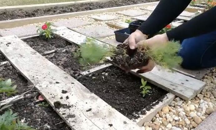 como reciclar paletes para construir um jardim quase grtis, Plantar sementes ervas legumes e flores