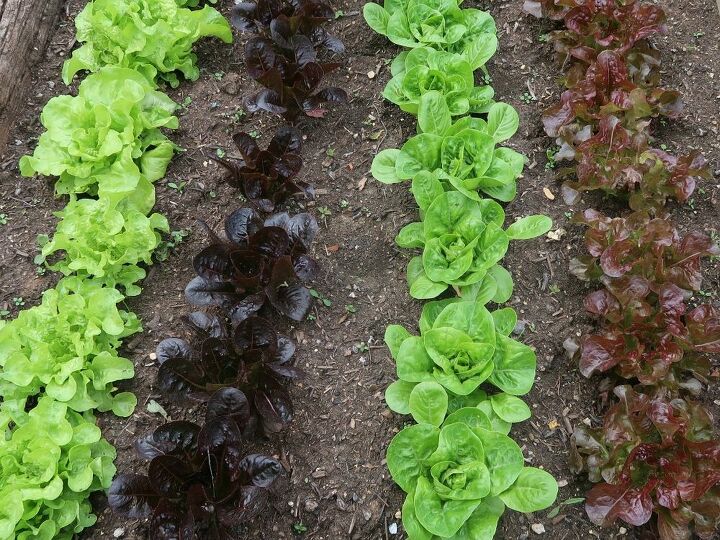 top tips for growing vegetables for the first time