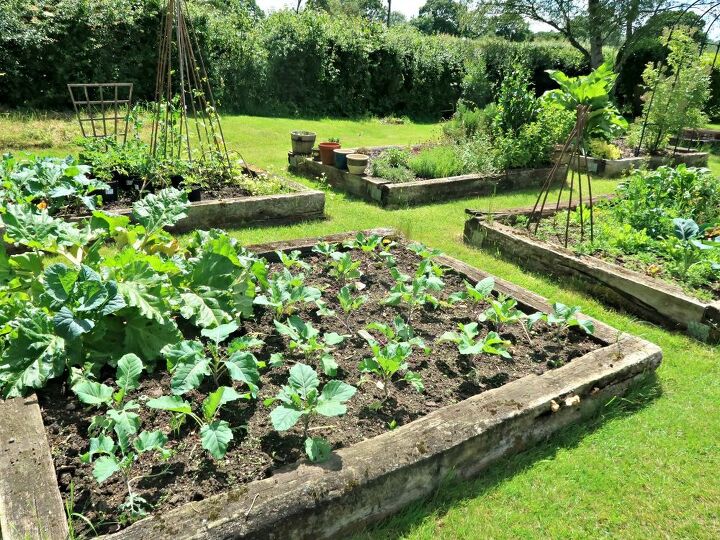 top tips for growing vegetables for the first time