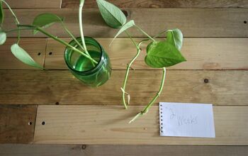 How to Propagate a Plant & Grow New Plants From Cuttings in Water!