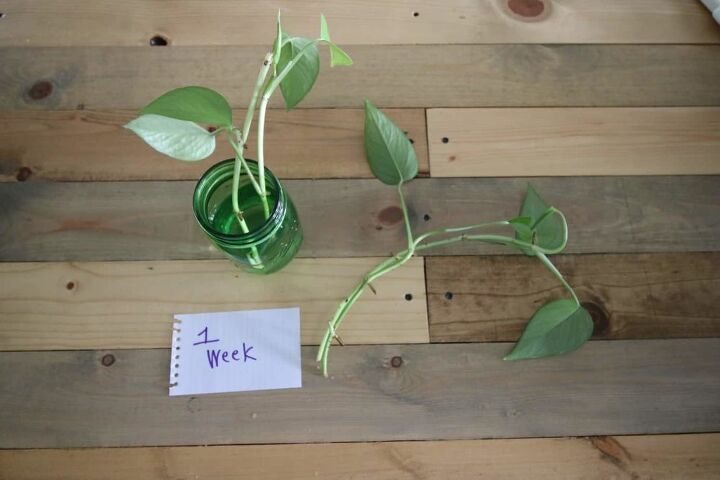 como propagar uma planta e cultivar novas plantas a partir de estacas na gua