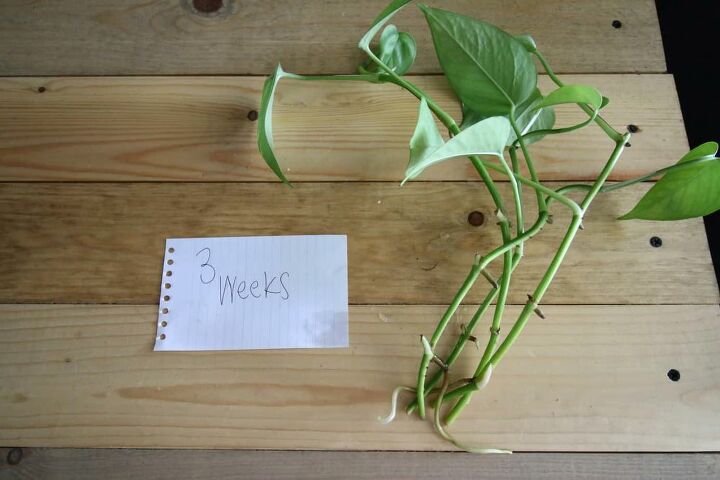 how to propagate a plant row new plants from cuttings in water