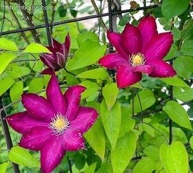 prune your clematis for maximum bloom i share 2 ways that work